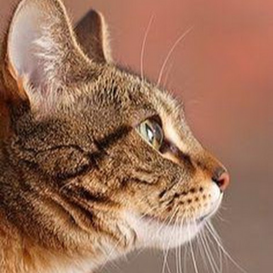 Морда кота с боку