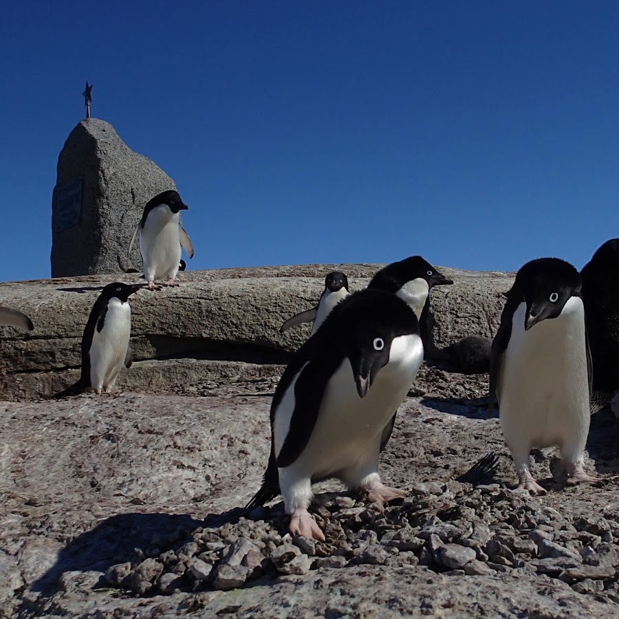Пять взглядов. Пять взглядов. Бенедикт шерлок холмс взгляд. Пять взглядов. Пять взглядов.