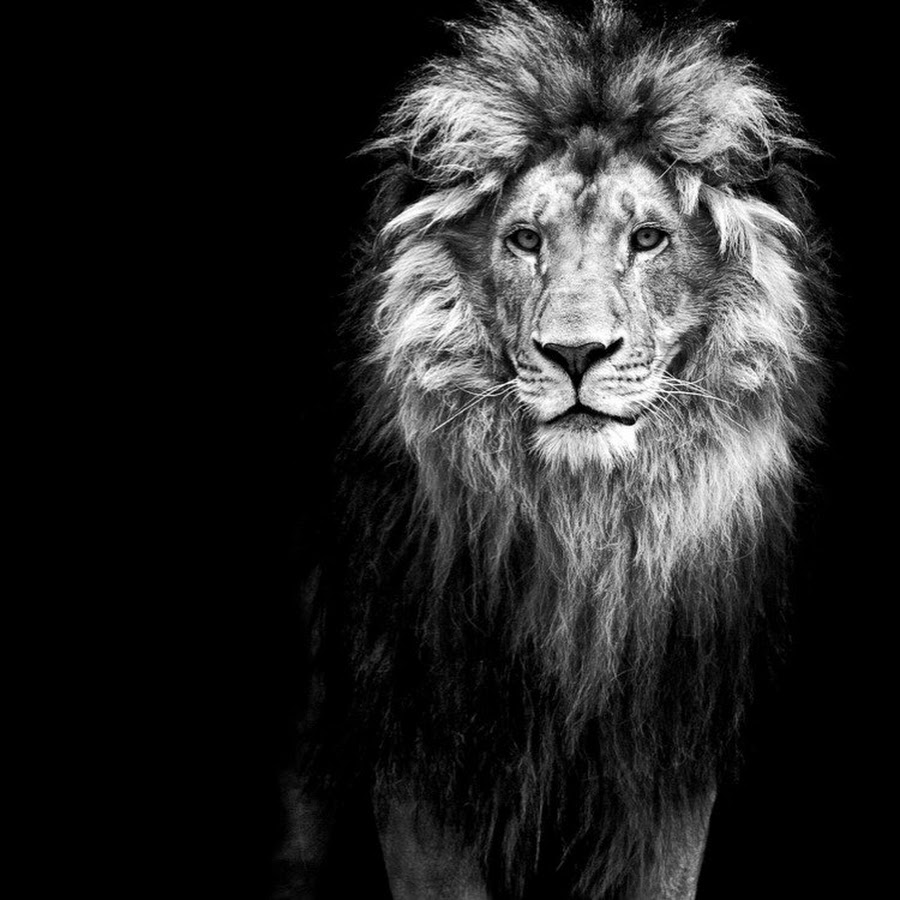 Картина лев на черном фоне