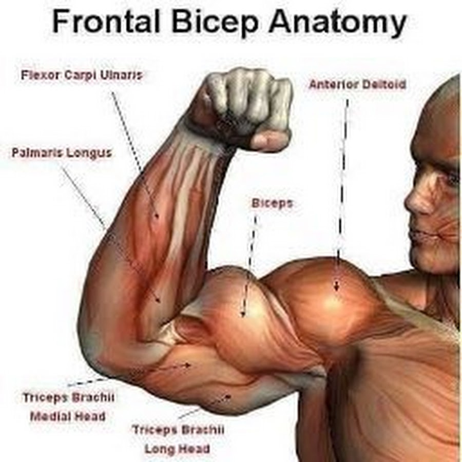 Бицепс трицепс предплечье. Крепление трехглавой мышцы плеча. Мышцы рук бицепс трицепс. Трехглавая мышца плеча трицепс. Анатомия человека мышцы бицепс.