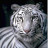 David Mentzer Avatar
