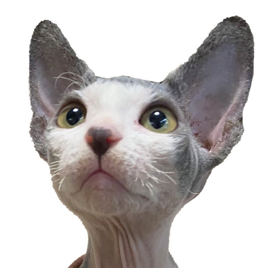 スフィンクス猫のくぅちゃん Youtube