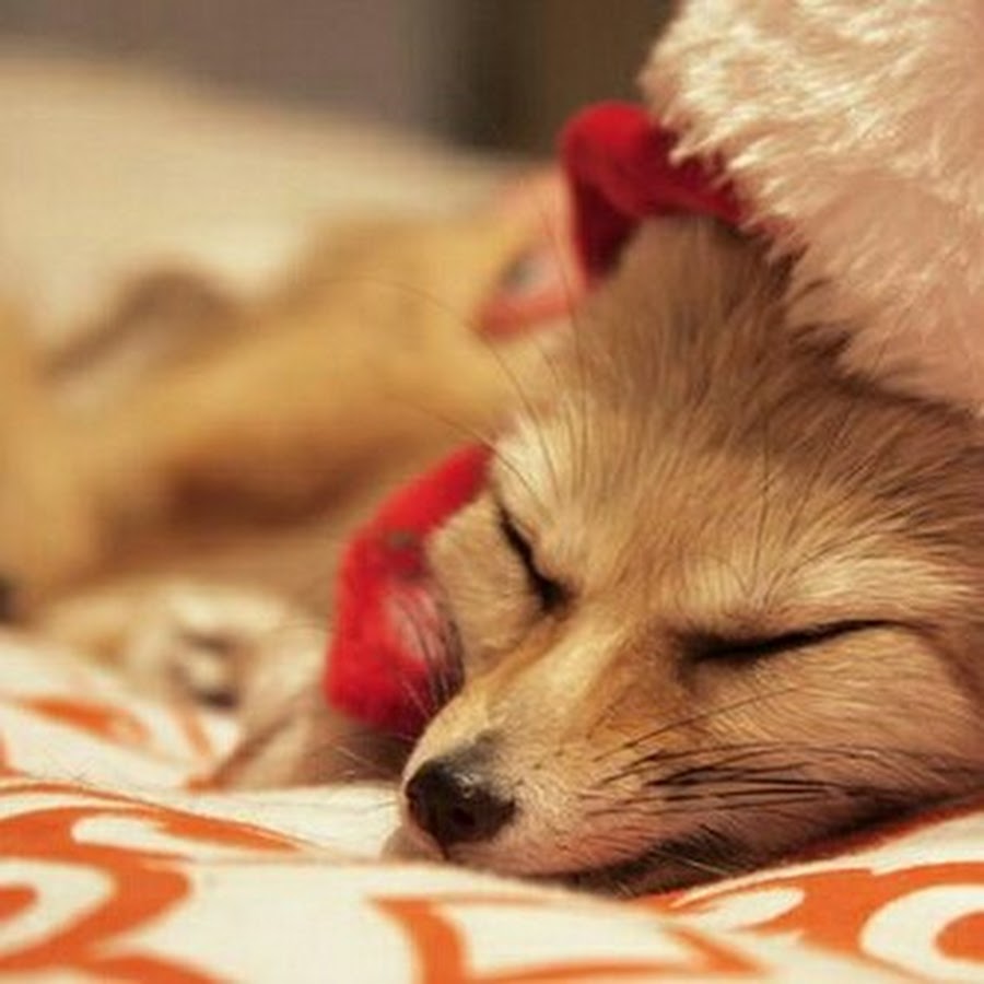 Новогодний лисенок. Лиса в новогодней шапке. Лиса в шапке деда мороза. Лиса в новогодней шапке. Лиса в новогодней шапочке.