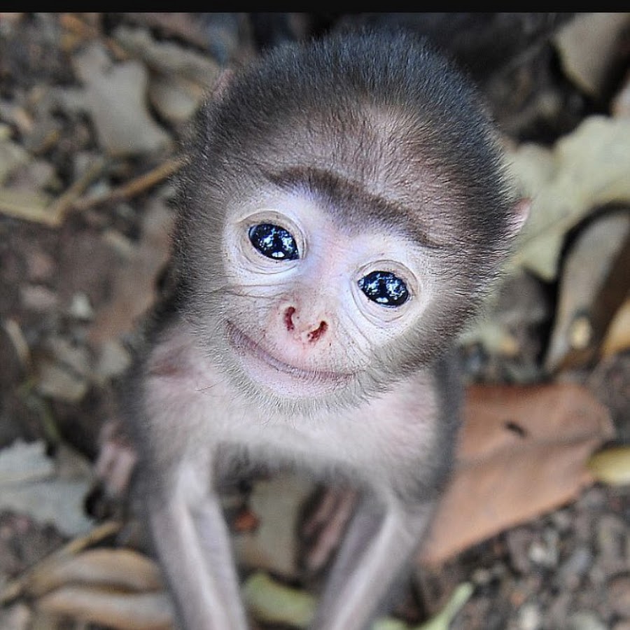 Смешная маленькая обезьянка