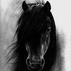 kuda hitam yang gagah