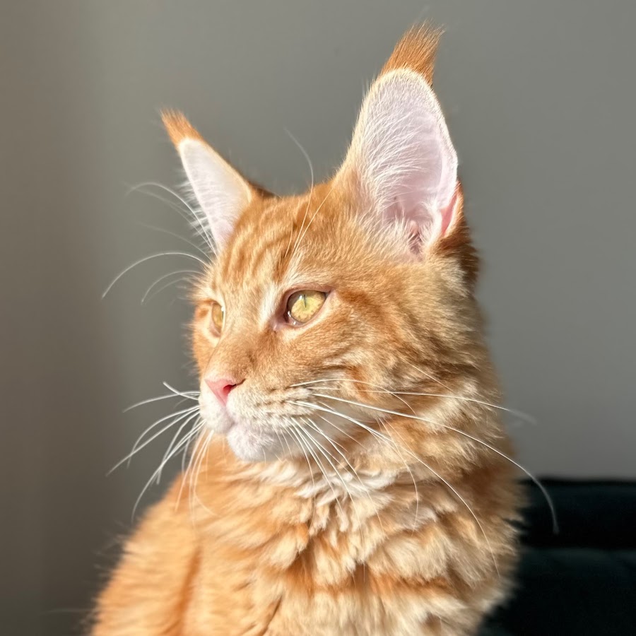 AMLnZu-ALauBHAzhIeJK7OPbtsgmG6LqiihfWxLmm3Tila0=s900-c-k-c0x00ffffff-no-rj