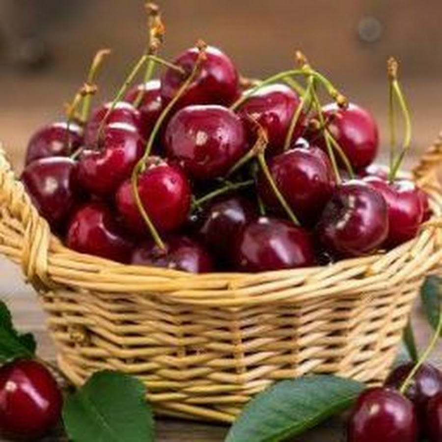 Вишня призвание. Вишня на 10л. Черешня в реальной жизни. Черешня. Вишня картинка.