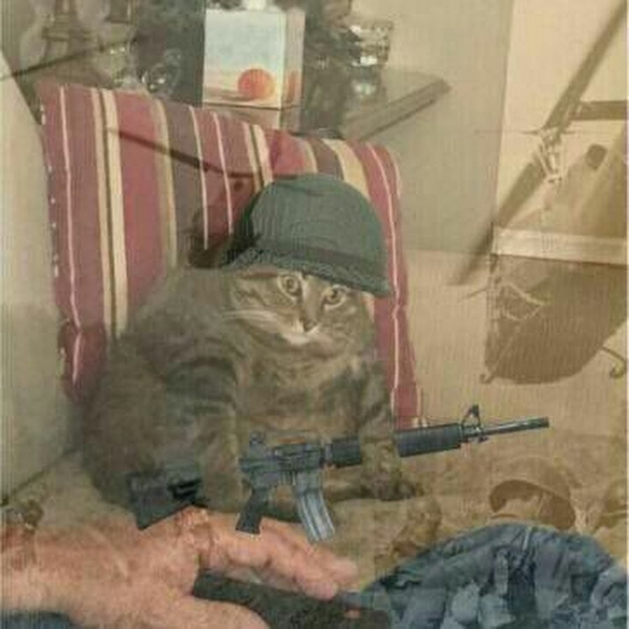 Мем с котом в каске