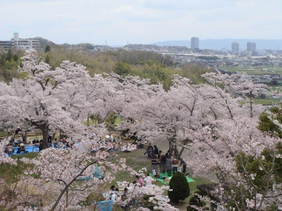 桜梅 990535-桜梅 読み方