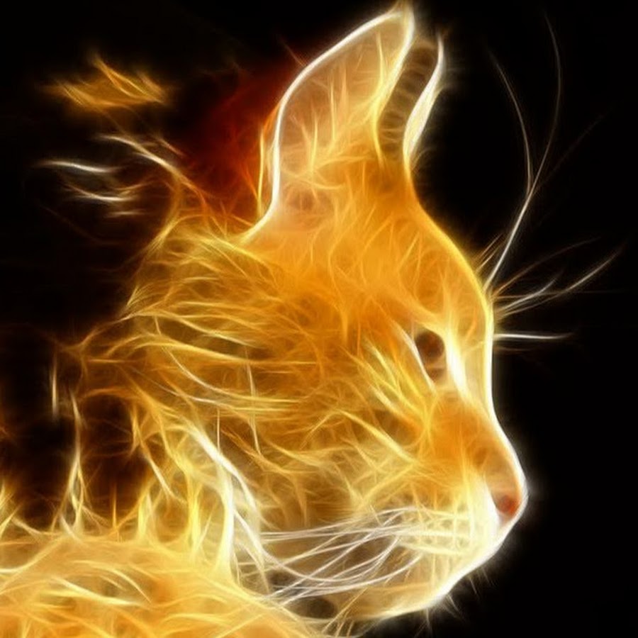 Кот феникс