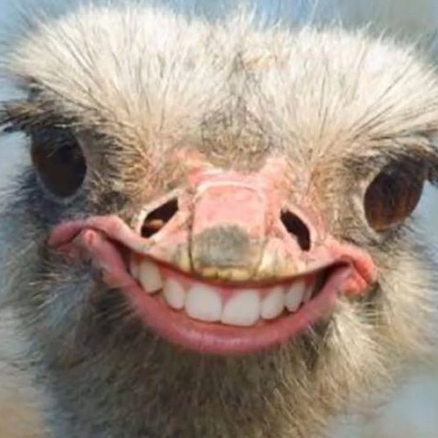 Зубастые птицы. Строение клюва пингвина. У каких птиц есть зубы. Клюв пингвина. Клюв с зубами.