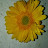 Lavanya K Avatar