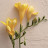 freesia