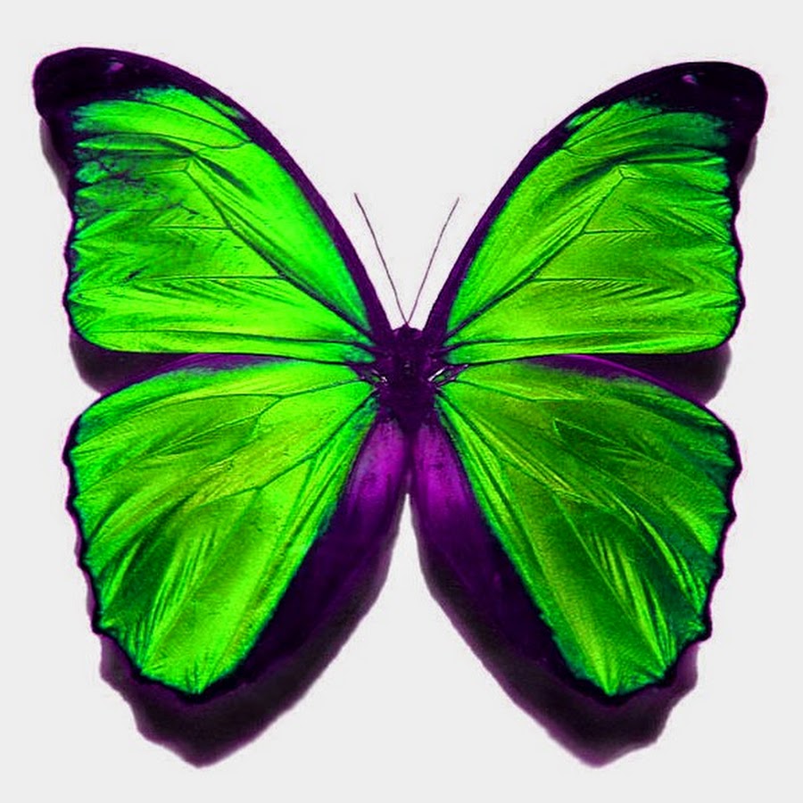 Желто зеленая бабочка. Яркие бабочки. Салатовая бабочка. Ярко салатовые бабочки. Красивая зеленая бабочка.