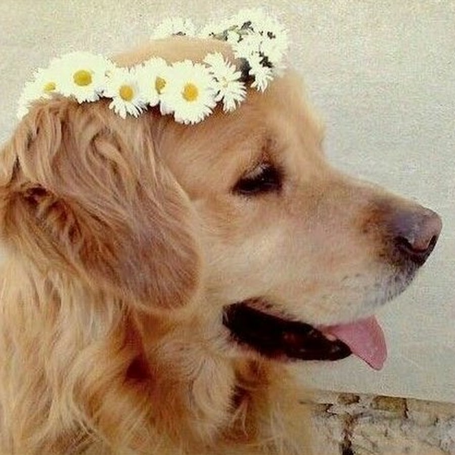 Эстетика собак