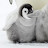 Baby Penguin
