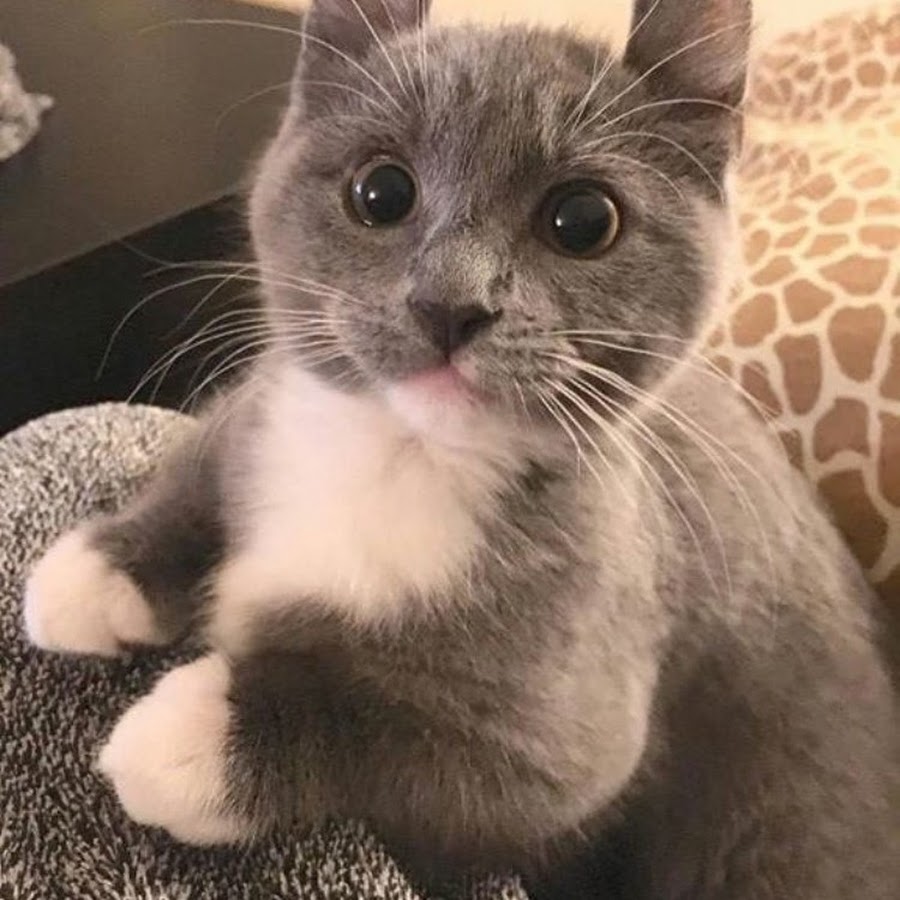 Котики с мышиными ушками
