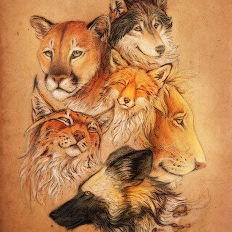 Рыси лисы волки. Тигр и лиса. Рысь и волк. Лев и лиса. Волк и тигр.