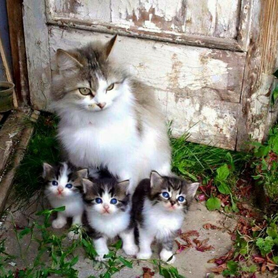Красивые домашние кошки Деревенские