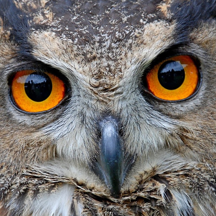 сыч сплюшка. филин сколько. сова сплюшка совенок. филин сколько. филин сколько.