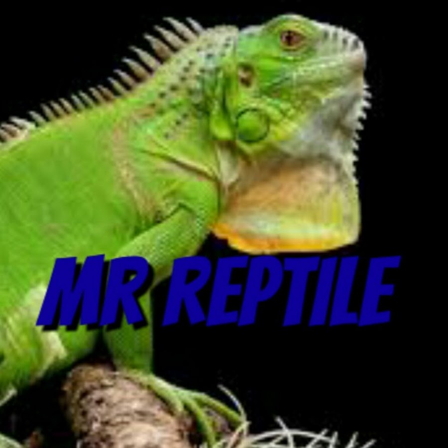 AMLnZu-Gvcw7eZManS5ZI13hDahcuVVqURR2S9d1tlZj=s900-c-k-c0x00ffffff-no-rj