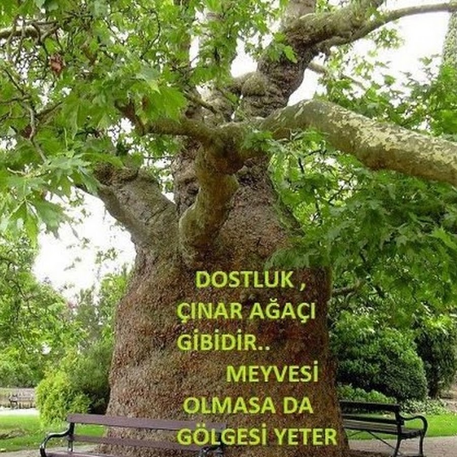Купы Чинар