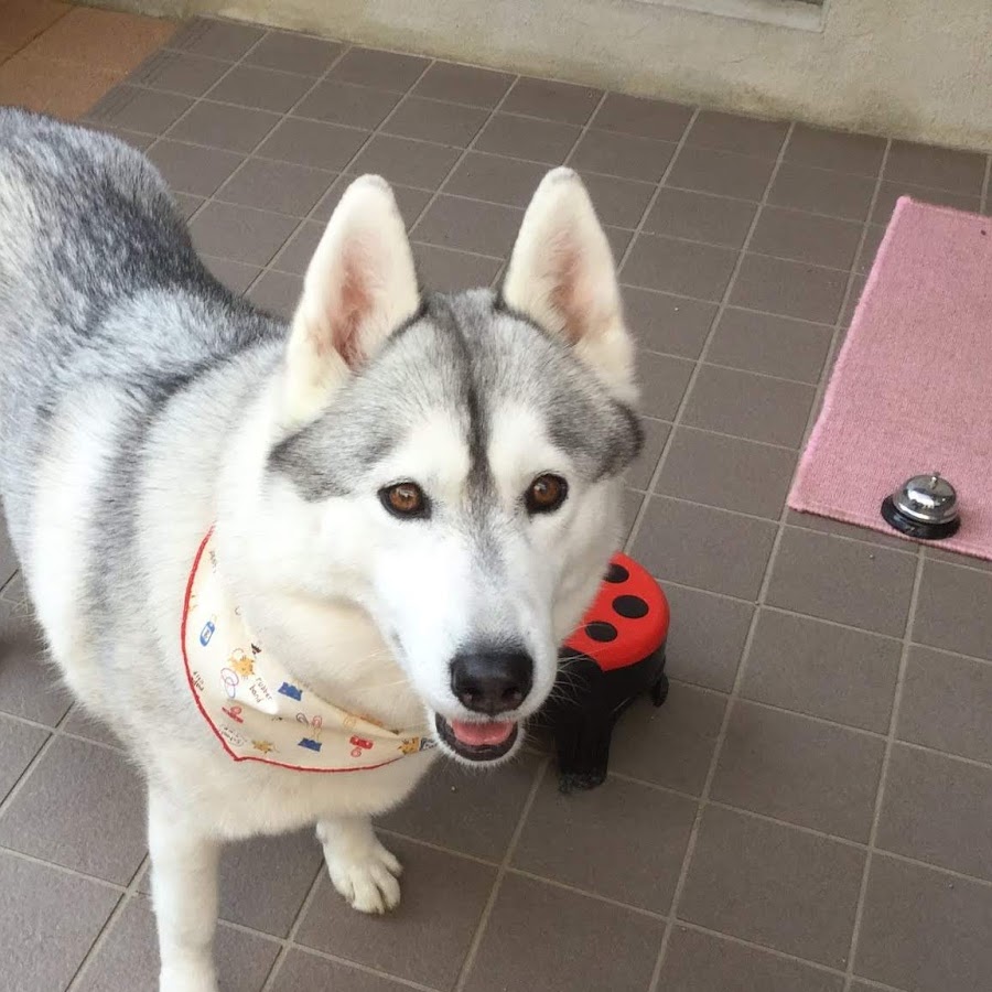 おもしろハスキー犬チョビちゃん Youtube