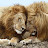 Lioness Princess Bear Avatar