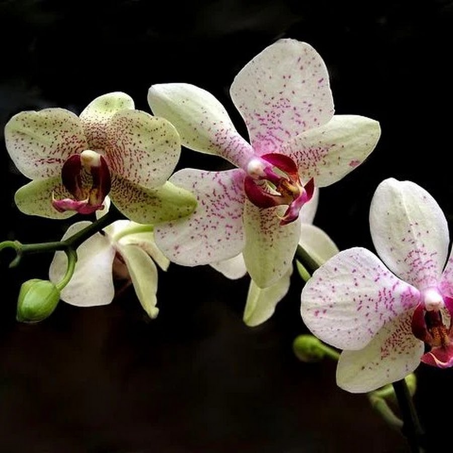 Орхидея опера фото Орхидея опера фото