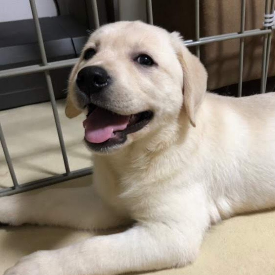 犬バカ日記 Youtube