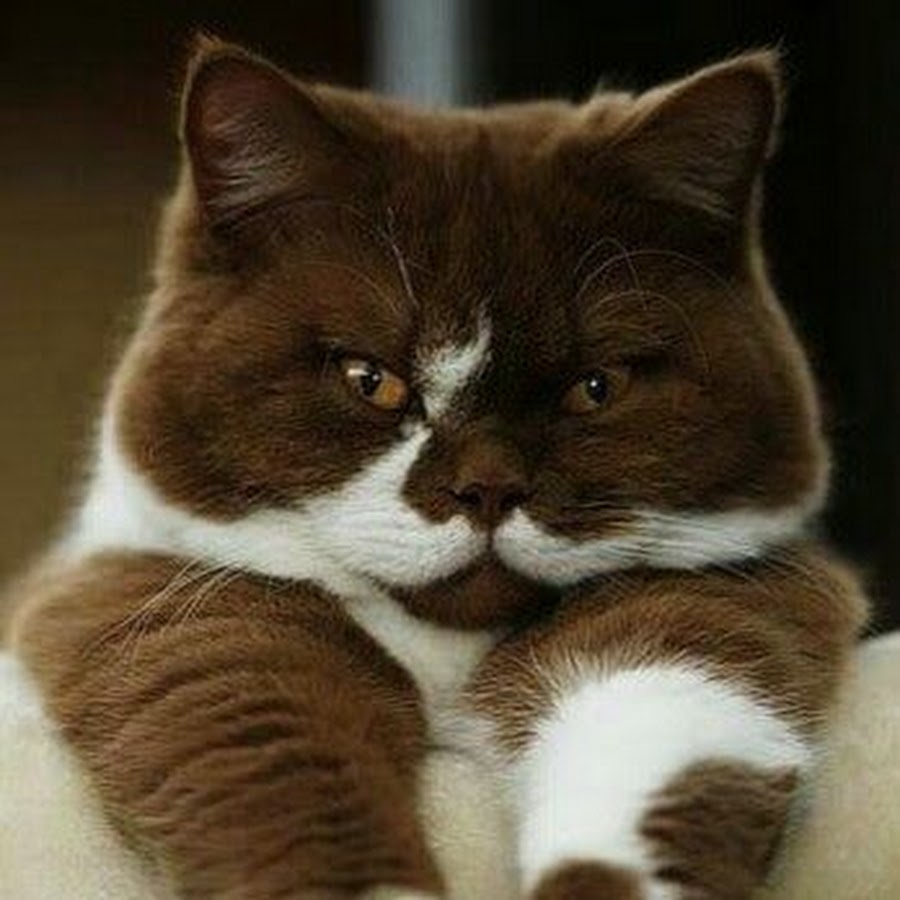 Коричневый котенок