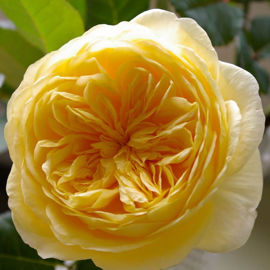 バラの花束ギフト花プラン Youtube