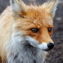 ペットチャンネル総収入ランキング 誰が一番稼いでるユーチューバー