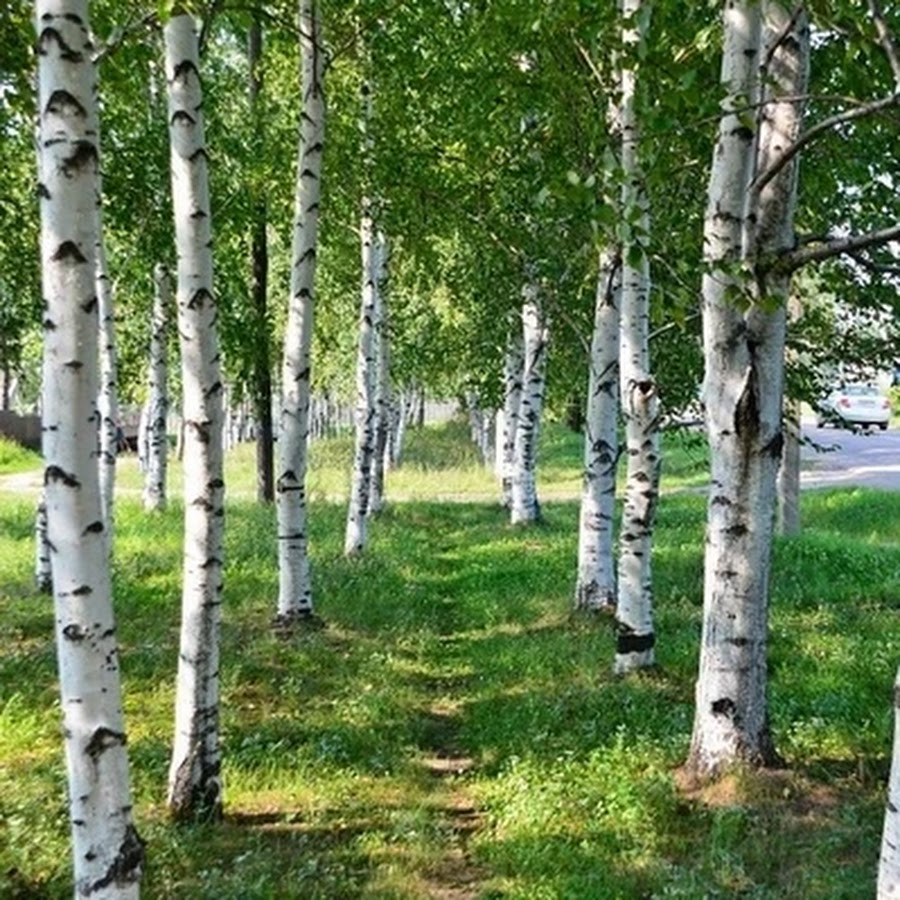 Берёза бумажная лат betula papyrifera. Место где растут березы. Береза бородавчатая карельская. Betula utilis jacquemontii. Место где растут березы.