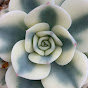 Diamond Head Succulents YouTube Profile Photo