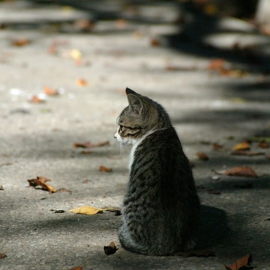 Смешная гифка. Грустный котик на диване. Cry myself to sleep. Lingvistov комиксы. Кошки на даче смешные.