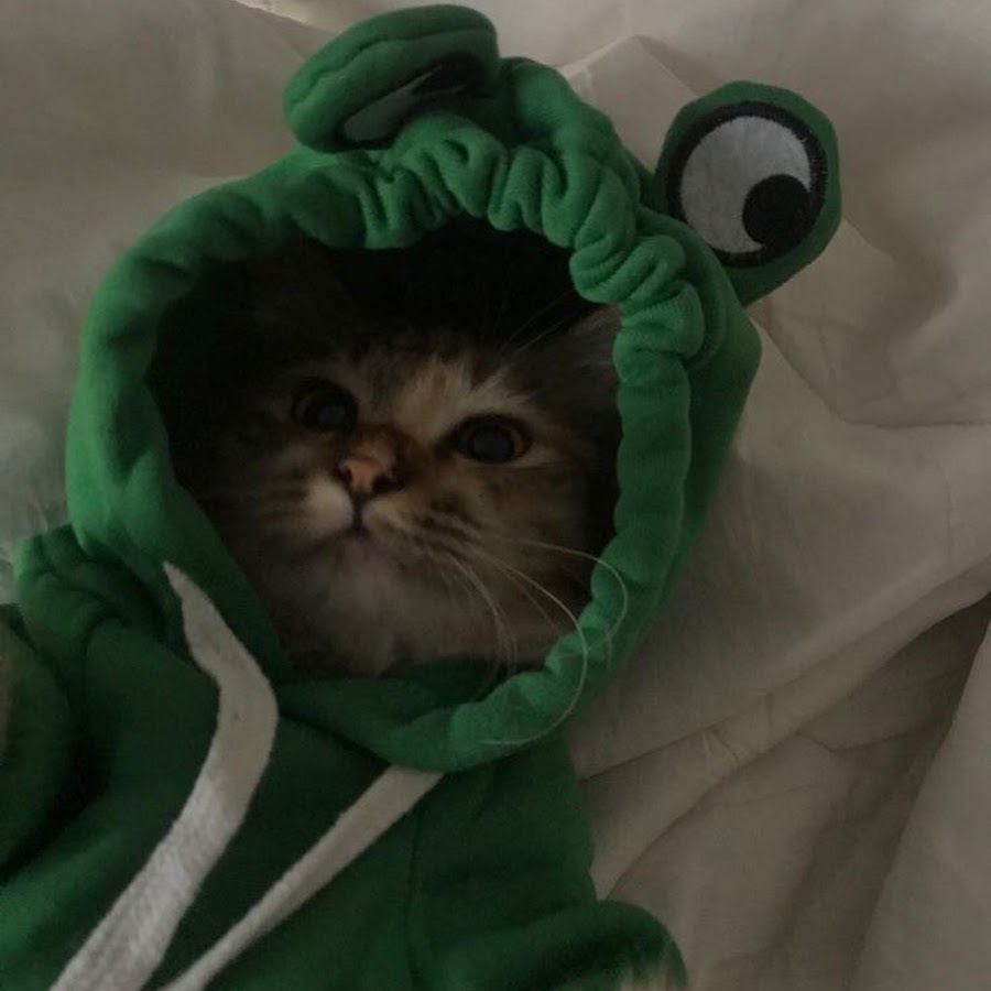 Котик в костюме