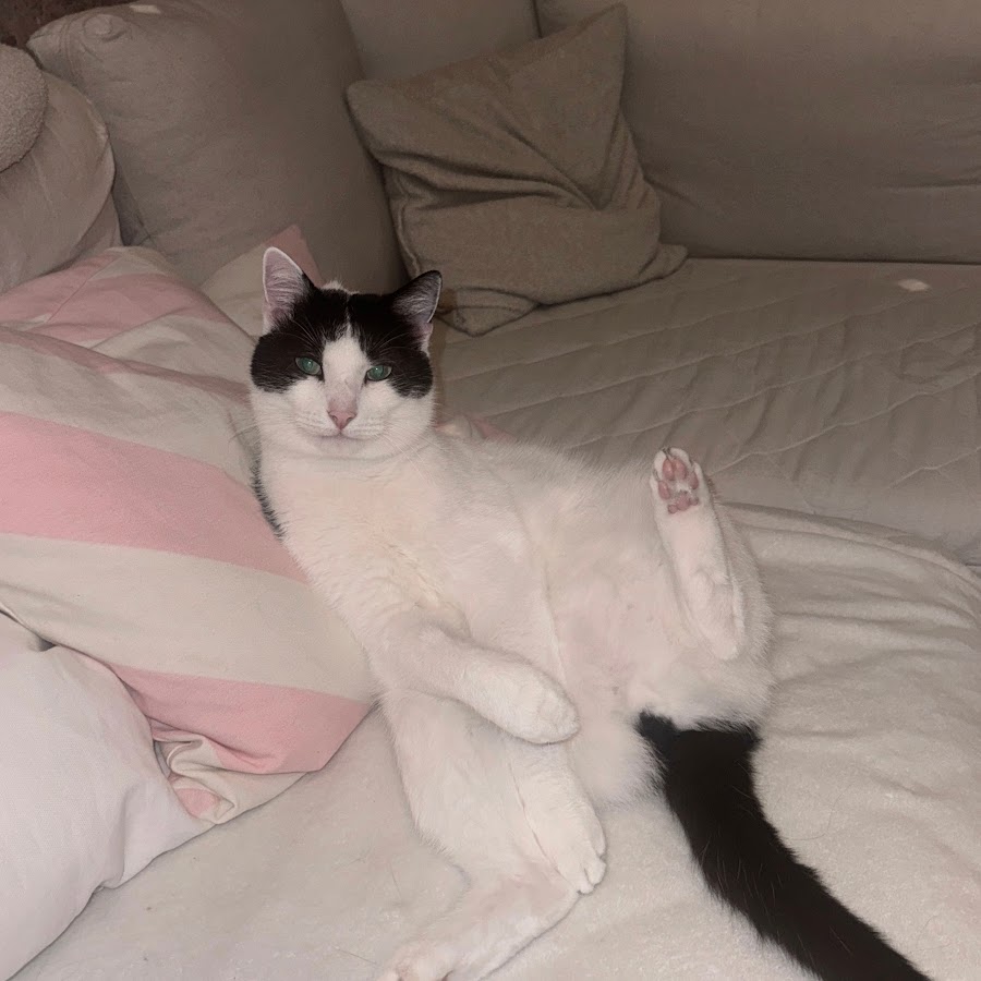 AMLnZu-OIcdBvEQBVClD04cQhqMAHVFcrKdHjvYqgfglbw=s900-c-k-c0x00ffffff-no-rj