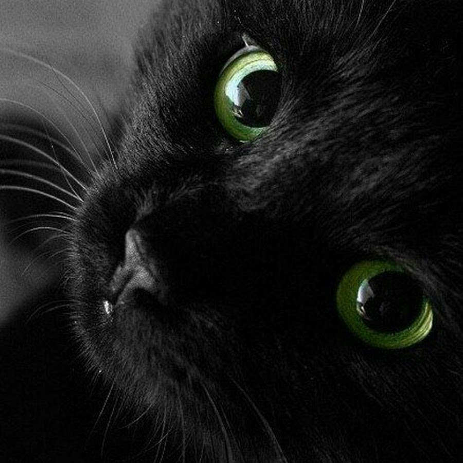 Чёрный кот1