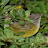 mourningwarbler