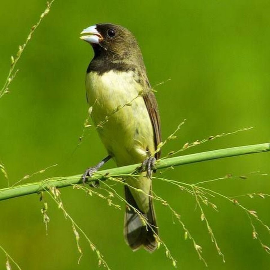 Aqui você passarinheiro amante desse pássaro, O papa capim. 