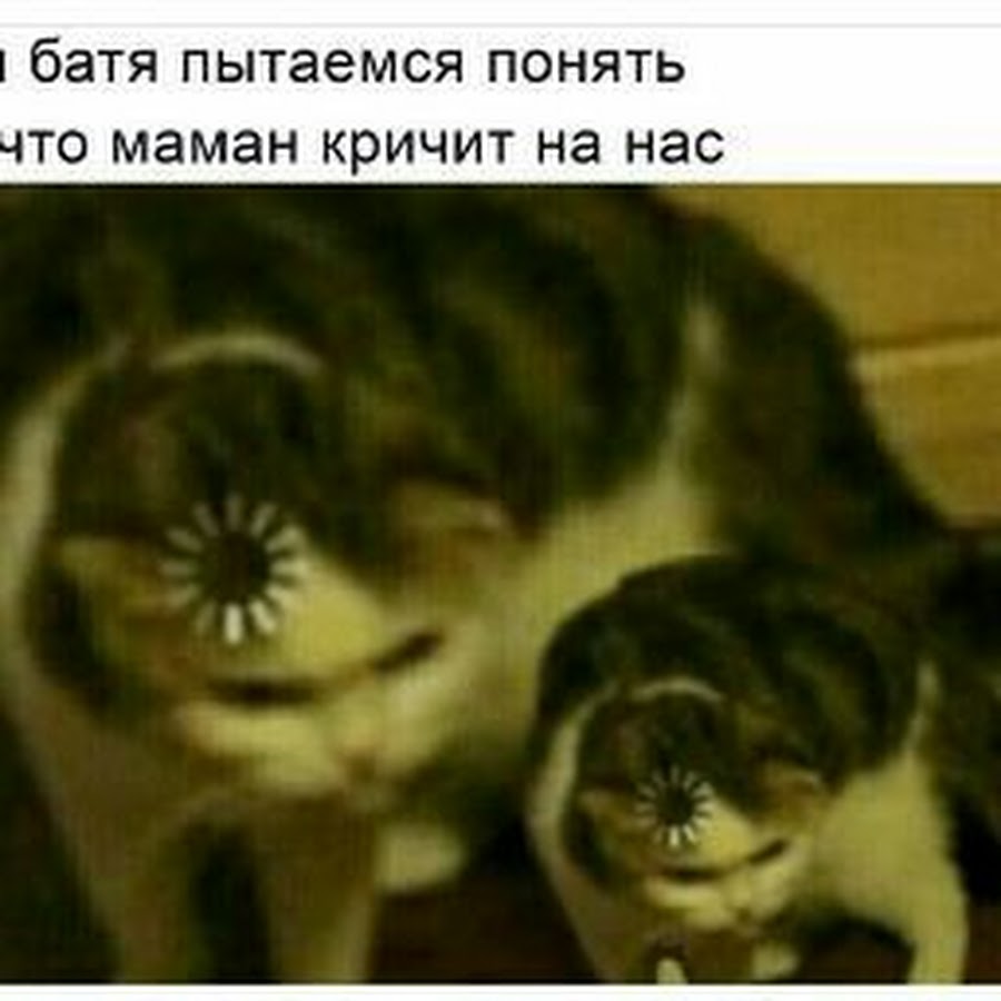 Мем кот с загрузкой