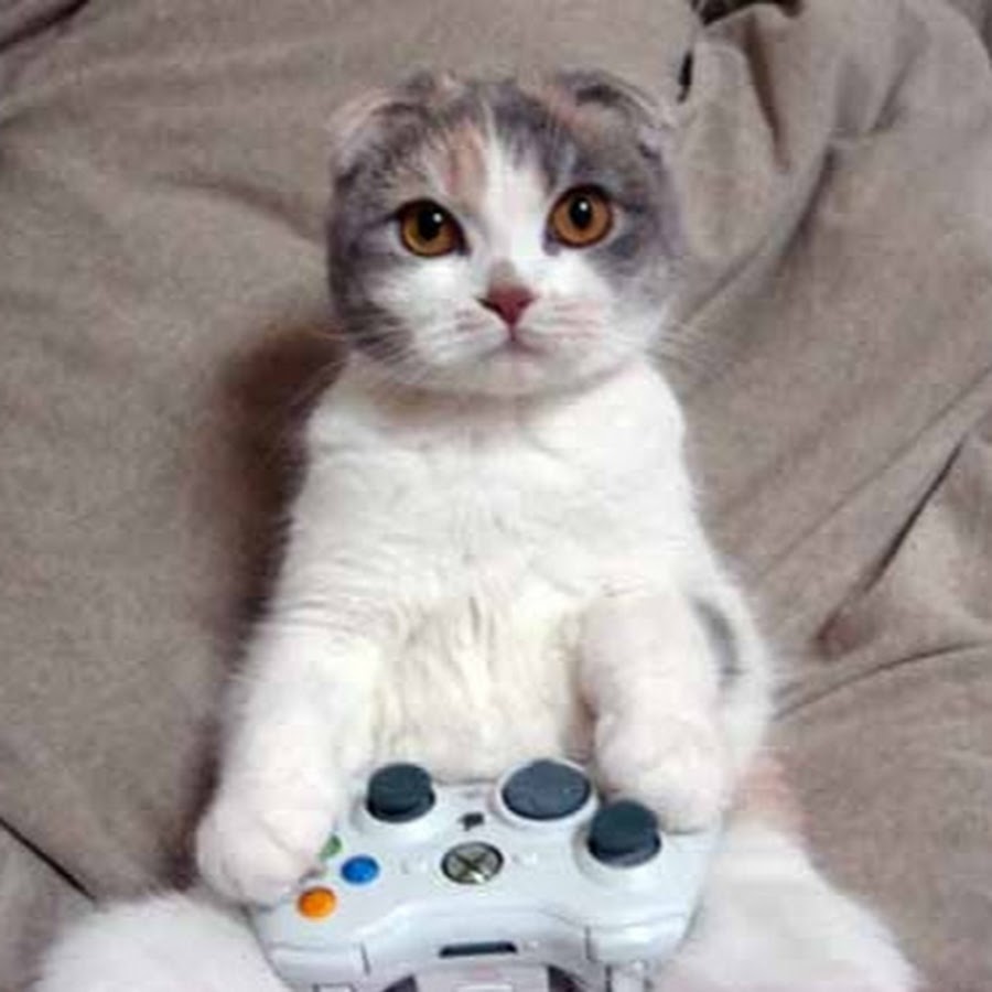 Настольная игра котики. Котики которые играют в игры. Игра kitten dress up games. Коты геймеры. Котики которые играют в игры.