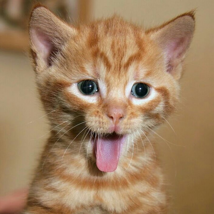 Котенок показывает язык