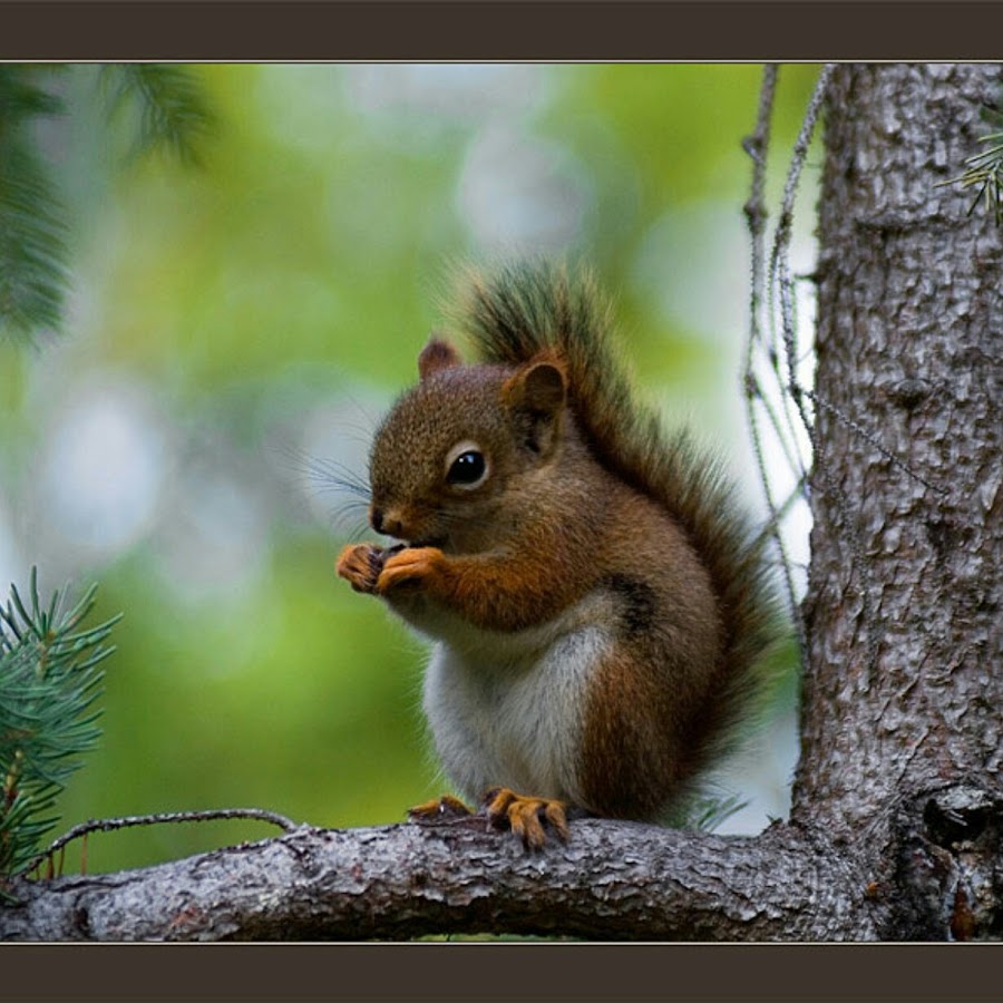 Белка. Доклад про белку. Природа родного края животные. Белки сочинение. Белка с бельчатами.