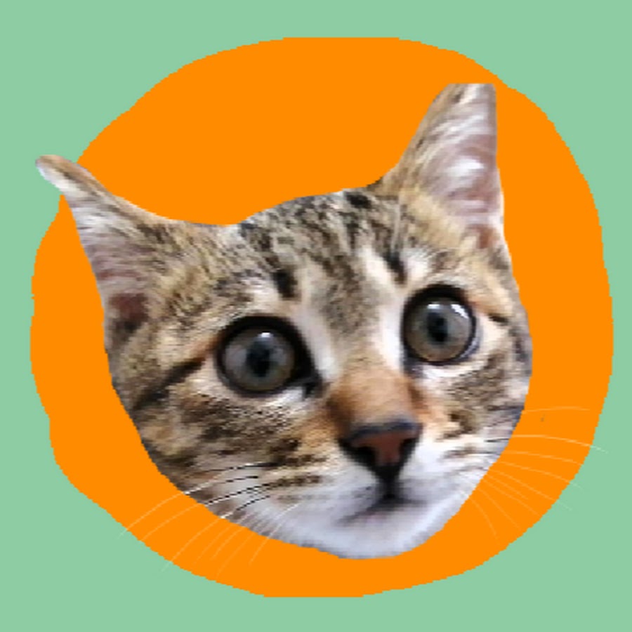 ねこ猫まんま Youtube