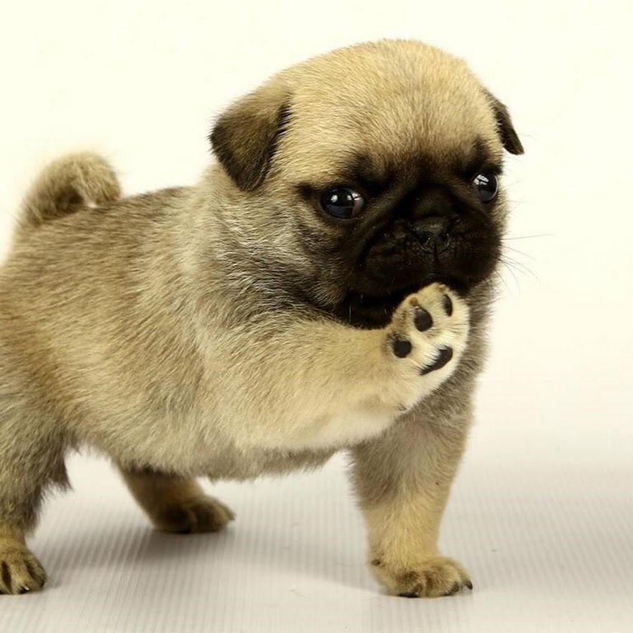 Китайский императорский мопс. Мопс Puggy. Мопс щенок. Мопсики щенки. Мопс маленький щенок