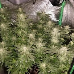 Thumbnail of related channel