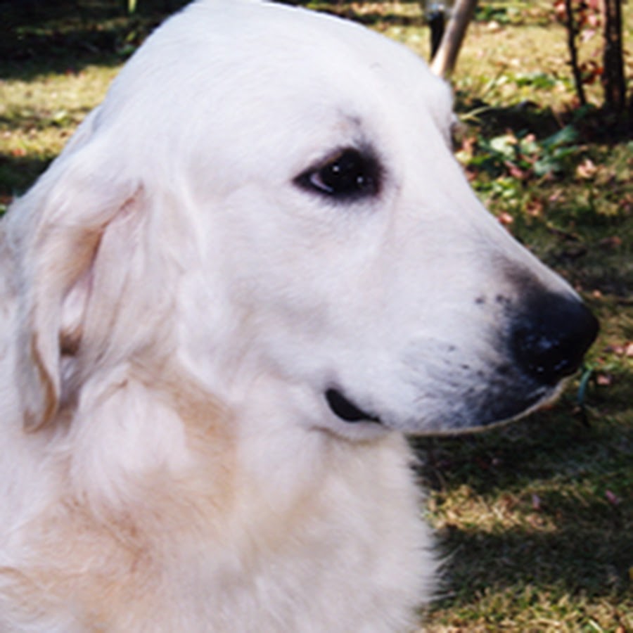 ペット大好き英国ゴールデンレトリバーvilla Youtube