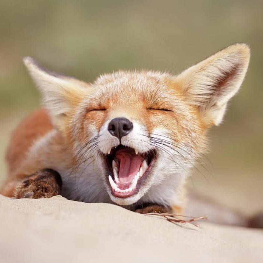 Довольная лиса картинки